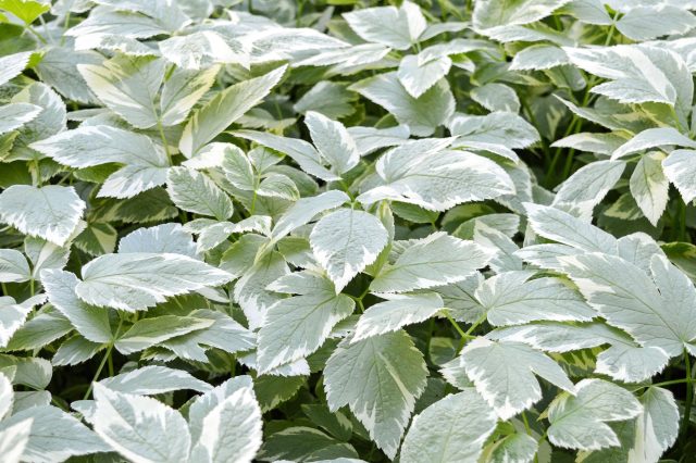 Даже декоративная форма сныти сохраняет агрессивный характер: корневища быстро расползаются, а удалить растение полностью сложно из-за способности восстанавливаться из мелких остатков.