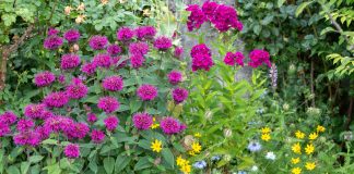 12 агрессивных растений, которые вытеснят всё в вашем саду 12 агрессивных растений, которые не стоит сажать у дома