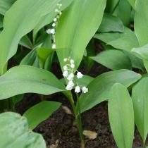 Ландыш майский (Convallaria majalis)