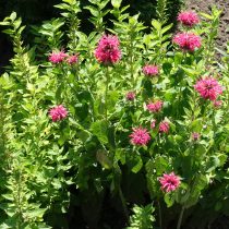 Монарда (Monarda spp.)