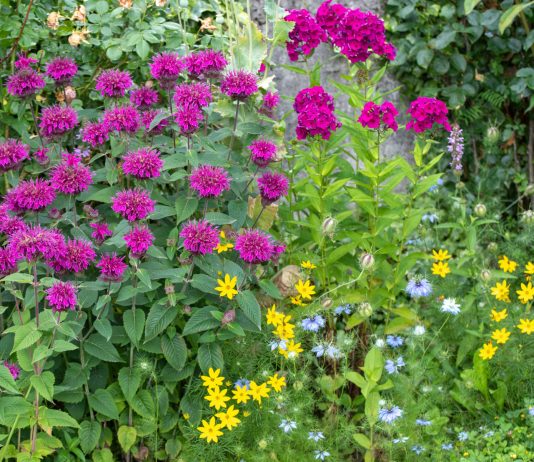 12 агрессивных растений, которые вытеснят всё в вашем саду - Цветник и ландшафт 12 агрессивных растений, которые не стоит сажать у дома