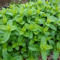 Мята (Mentha spp.)