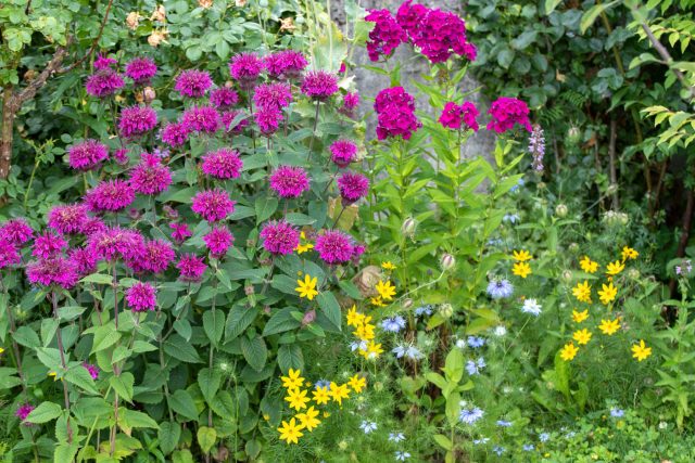 12 агрессивных растений, которые вытеснят всё в вашем саду