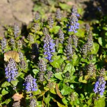 Живучка ползучая (Ajuga reptans)