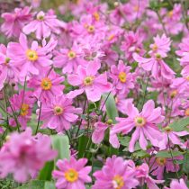 Японская анемона (Anemone hupehensis)