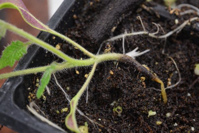 Черная ножка проявляется потемнением и истончением основания стебля у рассады томатов. Сеянцы быстро падают и погибают, а болезнь легко распространяется на соседние растения. Основные причины — переувлажнение грунта, загущенные посевы и плохая вентиляция.