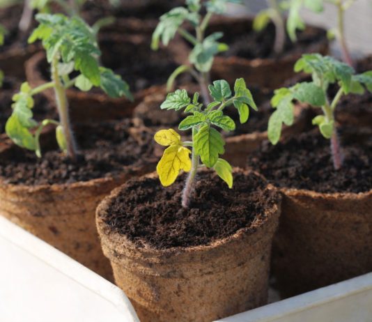 13 частых проблем рассады томатов и как их предотвратить - Сад и огород 13 частых проблем рассады томатов и как их предотвратить