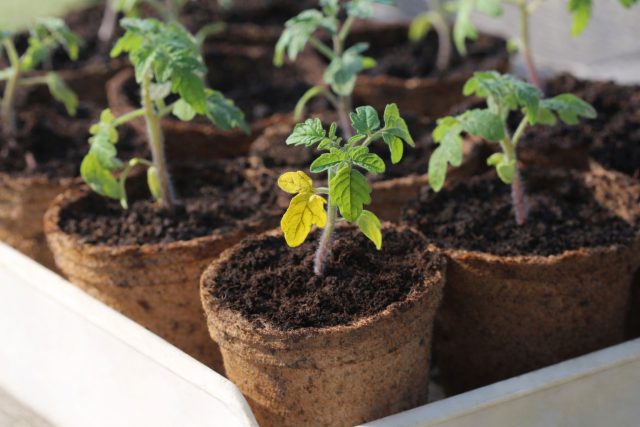 13 частых проблем рассады томатов и как их предотвратить