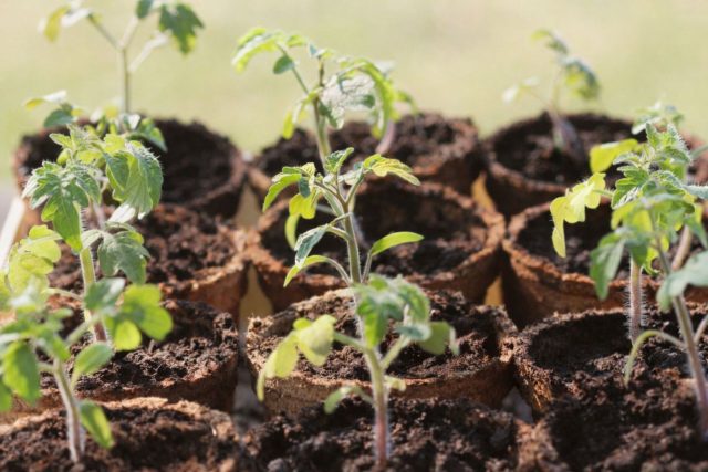 Пожелтение листьев у рассады томатов может проявляться по-разному: от бледных нижних семядольных листьев до желтизны всей листвы. Причиной часто становятся ошибки в поливе, недостаток питания, холодный грунт или плохая аэрация корневой системы.