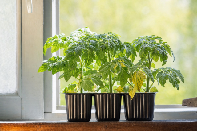 Сухая коричневая кайма на краях листьев рассады томатов появляется при слишком сухом воздухе в помещении. Чаще всего это происходит зимой и ранней весной, когда отопление сильно снижает влажность воздуха.