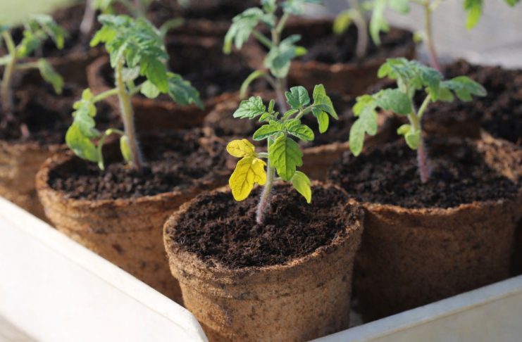 13 частых проблем рассады томатов и как их предотвратить 13 частых проблем рассады томатов и как их предотвратить