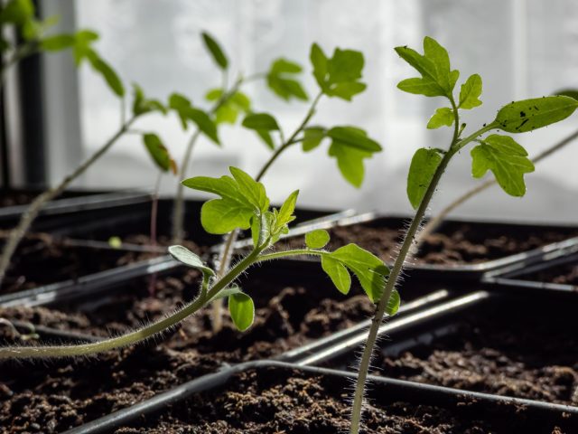 Вытянутая рассада томатов отличается длинными тонкими стеблями и бледными листьями. Растения тянутся к свету, становятся слабыми и плохо держат форму. Чаще всего проблема возникает из-за недостатка освещения, высокой температуры и слишком раннего посева.