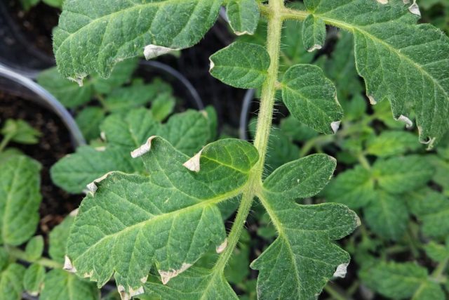 Сухая коричневая кайма на краях листьев рассады томатов появляется при слишком сухом воздухе в помещении. Чаще всего это происходит зимой и ранней весной, когда отопление сильно снижает влажность воздуха.