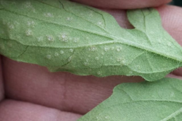 Эдема проявляется в виде мелких бугорков на нижней стороне листьев томатов. Это не болезнь и не вредитель, а нарушение водного обмена. Чаще всего возникает при избыточном поливе, высокой влажности воздуха и плохой вентиляции.