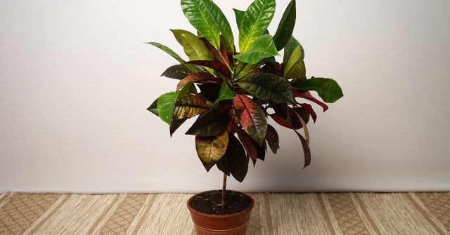 Кротон любит яркий рассеянный свет, но плохо переносит прямые солнечные лучи. При нехватке освещения листья теряют насыщенную окраску, а при избытке солнца на них появляются ожоги.