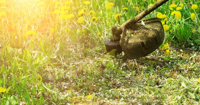 Даже на аккуратном участке клещи находят себе укрытия — в кустах, на грядках, вдоль заборов. Обработка нужна не «на всякий случай», а как реальный способ перекрыть им доступ к человеку. Даже на аккуратном участке клещи находят себе укрытия — в кустах, на грядках, вдоль заборов. Обработка нужна не «на всякий случай», а как реальный способ перекрыть им доступ к человеку.
