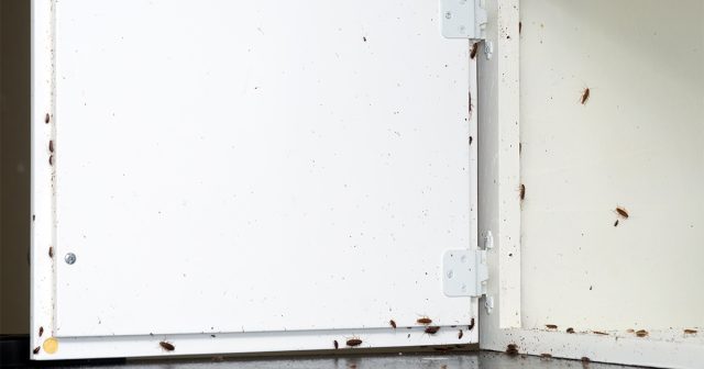 Тараканы способны поселиться даже в идеально чистой квартире. Их привлекают тепло, влага и доступ к пище — условия, которые есть практически в любом доме. Чаще всего насекомые приходят от соседей или заносятся с вещами и техникой.