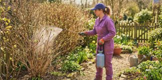 Как защитить растения от вредителей в весенний период?