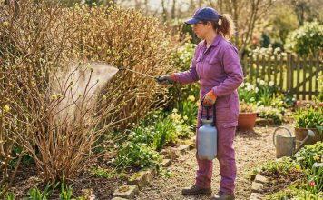 Как защитить растения от вредителей в весенний период? Как защитить растения от вредителей в весенний период?