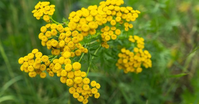 Народные средства могут дать ощущение контроля, но быстро выветриваются и смываются. В реальности они лишь отпугивают на короткое время, не решая проблему численности клещей. Народные средства могут дать ощущение контроля, но быстро выветриваются и смываются. В реальности они лишь отпугивают на короткое время, не решая проблему численности клещей.