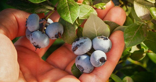 Корни голубики работают в союзе с микоризой, и без кислой среды этот механизм ломается. Даже богатая почва становится «пустой», если рН выходит за пределы нормы — питание есть, но растение его не видит.