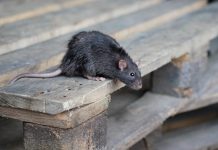 4 популярных мифа, которые мешают избавиться от грызунов