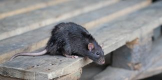 4 популярных мифа, которые мешают избавиться от грызунов