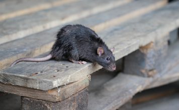 4 популярных мифа, которые мешают избавиться от грызунов