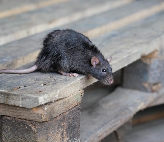 4 популярных мифа, которые мешают избавиться от грызунов