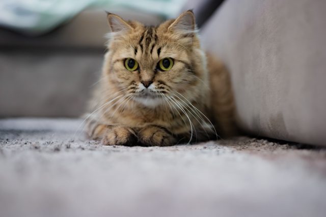 Кошка — не гарантия защиты: многие домашние питомцы не охотятся, а грызуны спокойно едят корм из миски. Даже ловкая кошка не контролирует норы и скрытые ходы, а с крысами часто не справляется из-за их агрессии и размера.