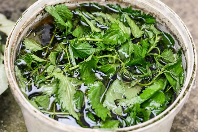 Травяные настои из крапивы, одуванчика и другой зелени — одно из самых доступных натуральных удобрений. В процессе брожения растения отдают воде полезные элементы, которые затем легко усваиваются садовыми и огородными культурами.