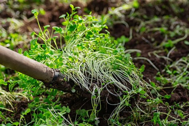 Сидераты — простой и естественный способ восстановить плодородие почвы. Посеянные на грядках растения быстро наращивают зелёную массу и мощную корневую систему, которая разрыхляет землю и насыщает её органикой после заделки в почву.