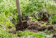 5 растительных удобрений, которые улучшат плодородие почвы