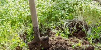 5 растительных удобрений, которые улучшат плодородие почвы