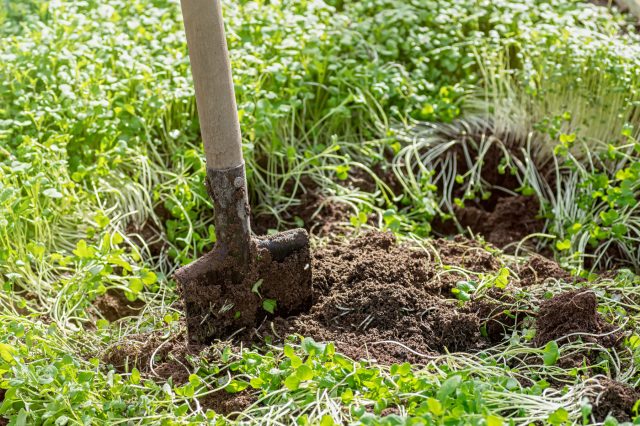 5 удобрений из растений, которые улучшат плодородие почвы