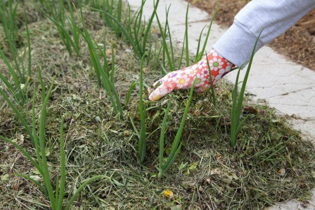 Растительная мульча из травы, листьев или соломы защищает почву от пересыхания и подавляет рост сорняков. Постепенно разлагаясь, она обогащает грунт органическими веществами и поддерживает активность полезной почвенной микрофлоры.