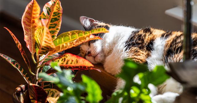 Сок кротона ядовит для животных и может вызвать серьёзные проблемы со здоровьем. Поэтому горшок с этим декоративным растением лучше размещать в местах, недоступных для домашних питомцев.