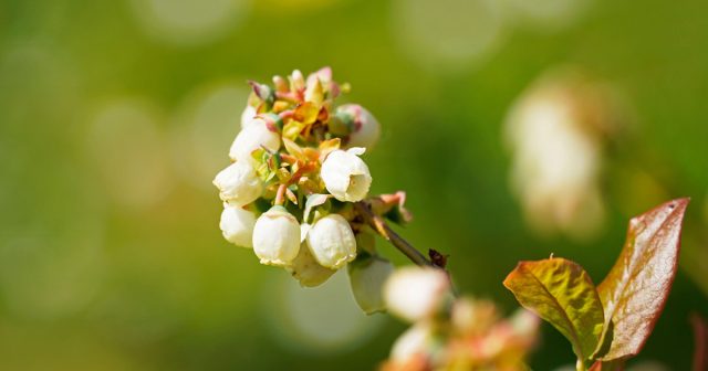 Весной голубике нужен аккуратный старт: азот и комплексные удобрения запускают рост, но без избытка. Здесь важно дать питание вовремя, не нарушив баланс и не перегрузив кусты.