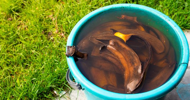 Очистки и кожура почти не дают питания. Они требуют долгого разложения и не способны обеспечить кусты необходимыми элементами в нужный момент.