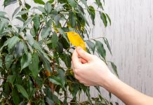 6 причин, почему фикус Бенджамина желтеет и опадает весной 6 причин, почему фикус Бенджамина желтеет и опадает весной