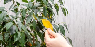 6 причин, почему фикус Бенджамина желтеет и опадает весной 6 причин, почему фикус Бенджамина желтеет и опадает весной