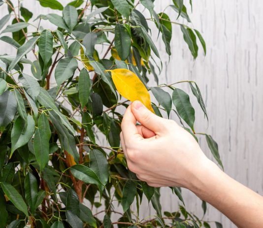 6 причин, почему фикус Бенджамина желтеет и опадает весной