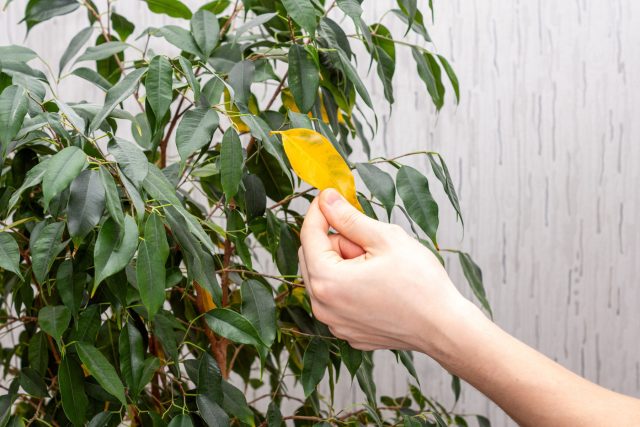 6 причин, почему фикус Бенджамина желтеет и опадает весной