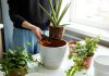 6 золотых правил ухода за комнатными растениями после зимы - Блоги компаний 6 золотых правил ухода за комнатными растениями после зимы