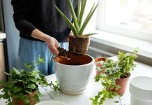 6 золотых правил ухода за комнатными растениями после зимы 6 золотых правил ухода за комнатными растениями после зимы