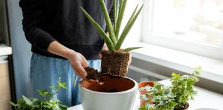 6 золотых правил ухода за комнатными растениями после зимы
