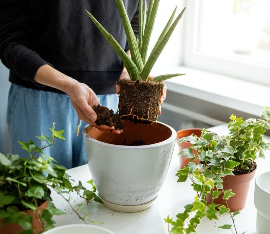 6 золотых правил ухода за комнатными растениями после зимы - Комнатные растения 6 золотых правил ухода за комнатными растениями после зимы