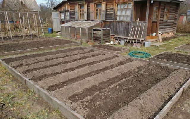 Такие гребни увеличивают площадь прогрева и уводят лишнюю воду в борозды. На фото они сделаны внутри каркаса, но метод отлично работает и на открытой земле: достаточно просто нарезать почву тяпкой, чтобы она просохла и прогрелась в разы быстрее Такие гребни увеличивают площадь прогрева и уводят лишнюю воду в борозды. На фото они сделаны внутри каркаса, но метод отлично работает и на открытой земле: достаточно просто нарезать почву тяпкой, чтобы она просохла и прогрелась в разы быстрее