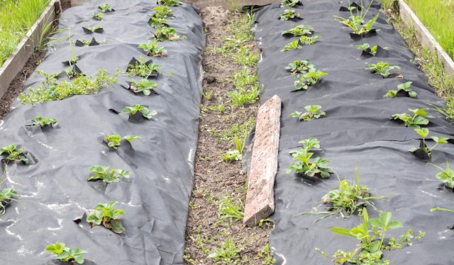 Чёрное агроволокно накапливает солнечное тепло днём и снижает его потери ночью. Одновременно оно подавляет сорняки и создаёт более стабильный температурный режим, подготавливая грядку к посадке без лишней суеты. Чёрное агроволокно накапливает солнечное тепло днём и снижает его потери ночью. Одновременно оно подавляет сорняки и создаёт более стабильный температурный режим, подготавливая грядку к посадке без лишней суеты.