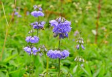 Аденофора — идеальный колокольчик для малоуходного сада